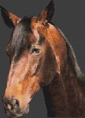 (image for) Warmblood Stallion